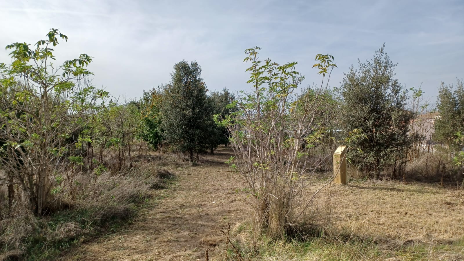 Nens i nenes de 1r a 6è de primària de Roda de Ter van participar de les activitats dels 10 anys de la plantada d'arbres de la Muntanyeta